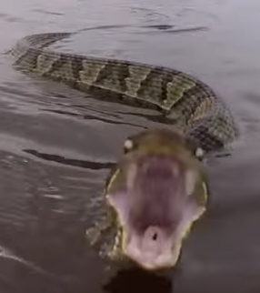Swimming cottonmouth